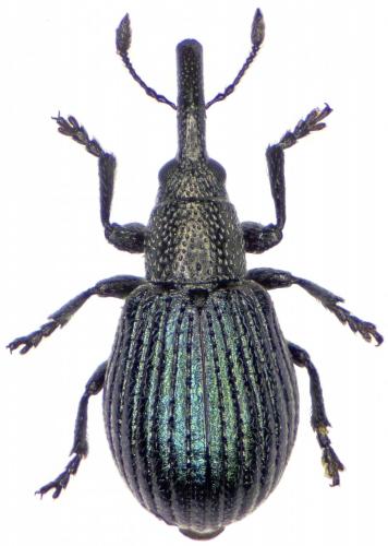 Réf. 223 281 : Perapion marchicum
